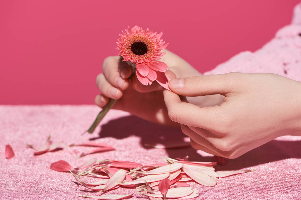 καλλιεργημένη άποψη της γυναίκας που διαλέγει πέταλα ζέρμπερας σε βελούδινο ύφασμα που απομονώνεται σε ροζ, κοριτσίστικη έννοια  - Φωτογραφία, εικόνα