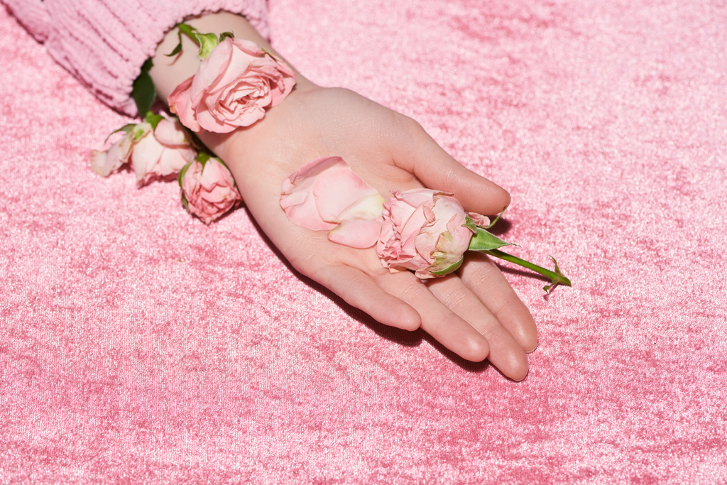 przycięty widok kobiety trzymającej róże na welurowym różowym materiale, dziewczęca koncepcja - Zdjęcie, obraz