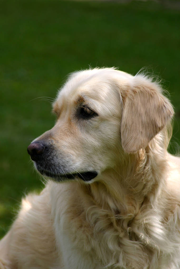 Porträt eines süßen Hundes   - Foto, Bild