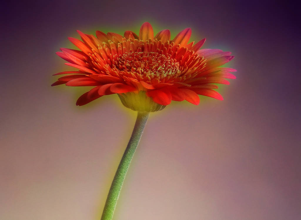 pétalos florales gerbera, florecientes  - Foto, imagen