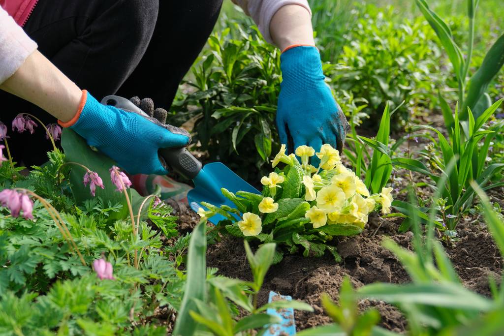 zbliżenie kobieta ręce sadzenie żółty pierwiosnek kwiaty w ogród - Zdjęcie, obraz