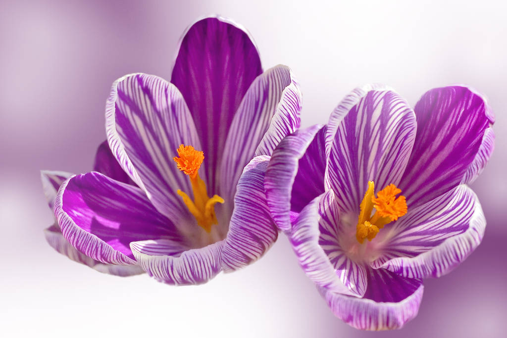springtime, crocus flowers bloom - Photo, Image