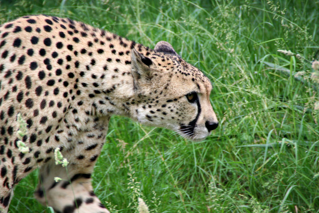 leopardo, depredador animal, gato grande - Foto, Imagen