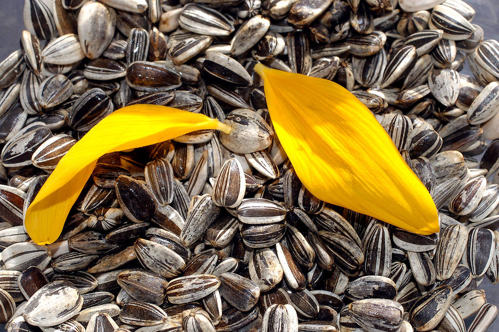 close up sunflower seeds  - Photo, Image