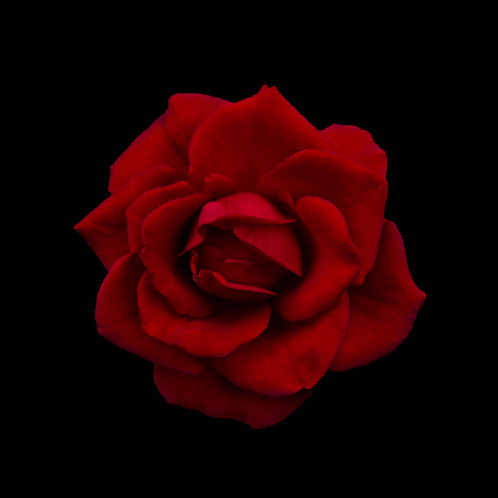Tmavě červená růže - Fotografie, Obrázek