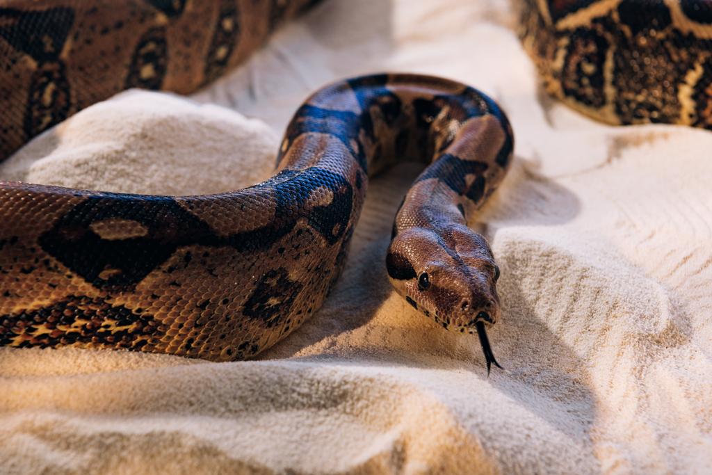 Selectieve focus van python met uitsteken tong op zand  - Foto, afbeelding