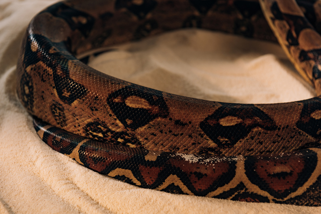 Kum üzerinde pitonun desenli yılan derisini kapat - Fotoğraf, Görsel