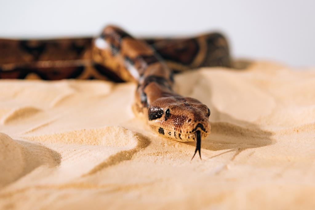 Selective focus of python with sticking out tongue on sand on grey background - Photo, Image