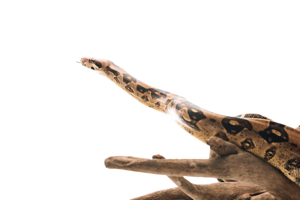 Python wąż na drewnianym haczyku izolowane na białym - Zdjęcie, obraz