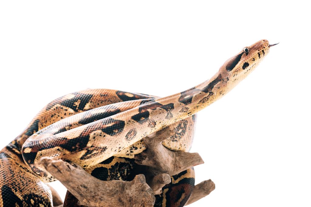 Selectieve focus van python met uitsteken tong op houten snag geïsoleerd op wit - Foto, afbeelding