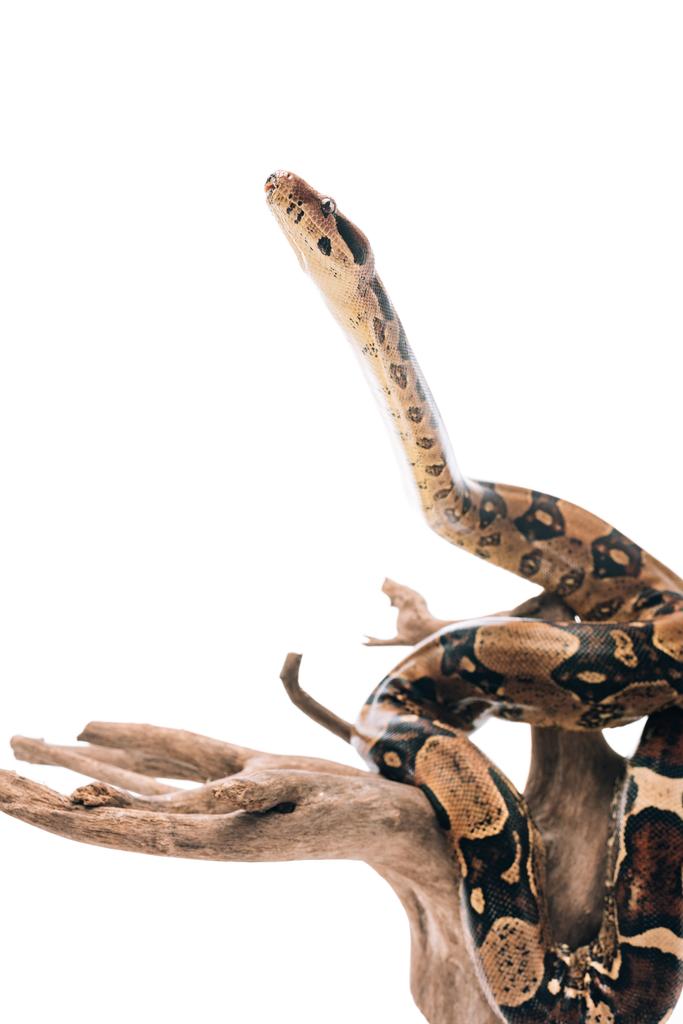 Селективный фокус питоновой змеи на деревянной загвоздке, изолированной на белом
 - Фото, изображение