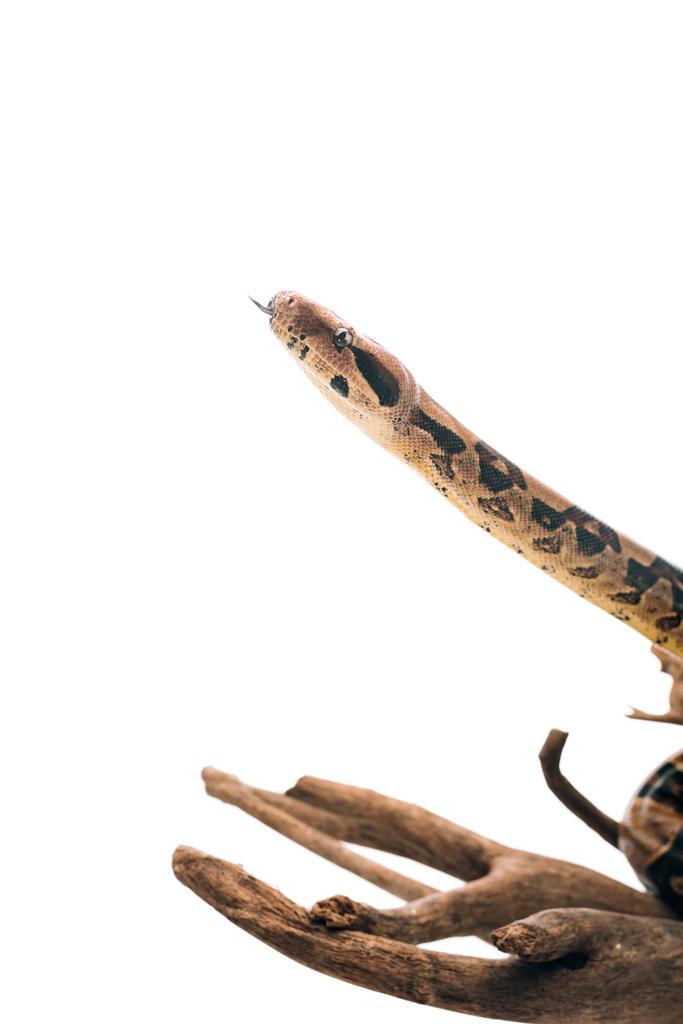 Valikoiva painopiste python törröttää kielen puinen snag eristetty valkoinen
 - Valokuva, kuva