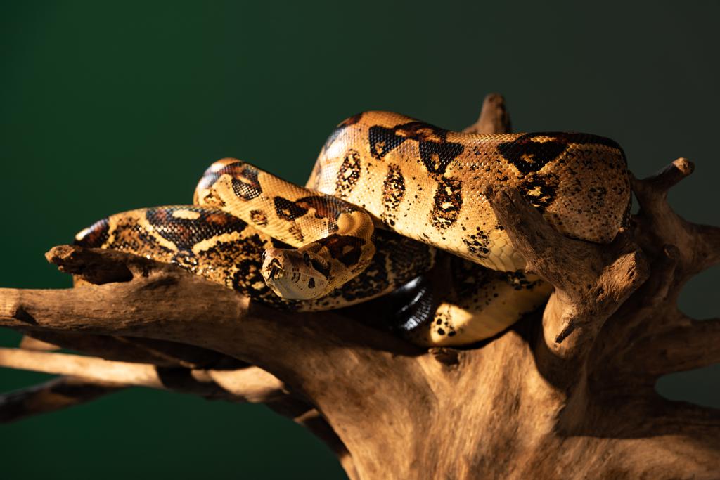 Valikoiva painopiste python kierretty puinen loki auringonvalo eristetty harmaa
 - Valokuva, kuva