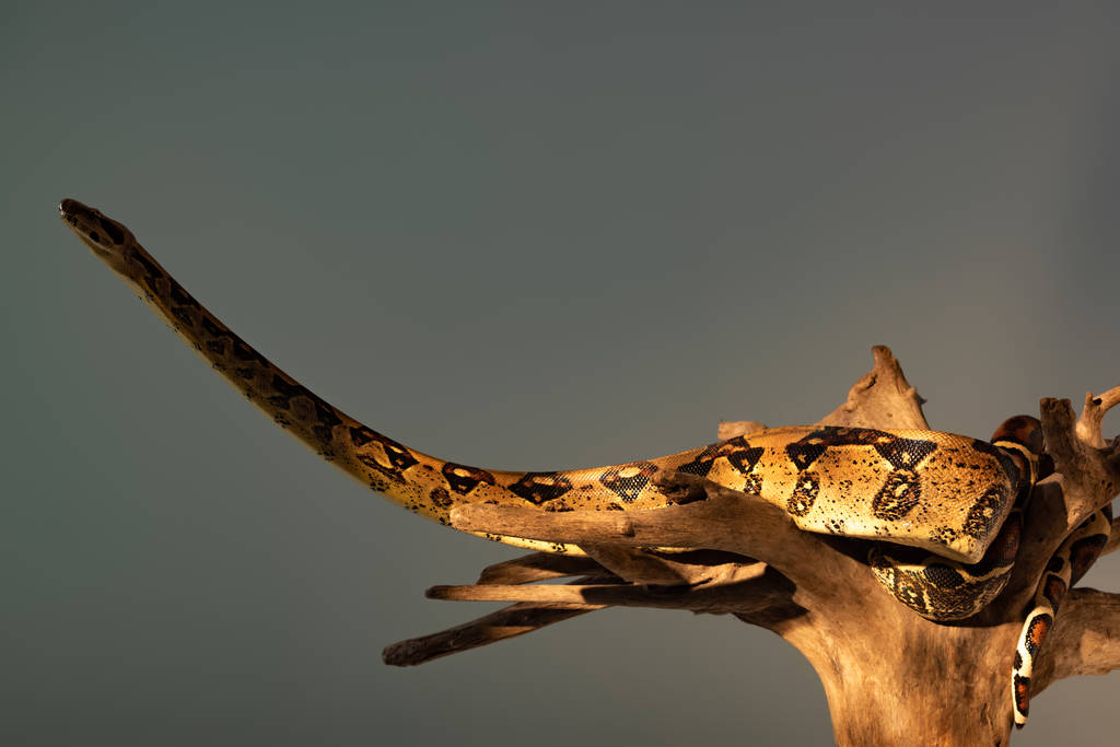 Змея-питон с солнечным светом на деревянной загвоздке изолирована на сером
 - Фото, изображение