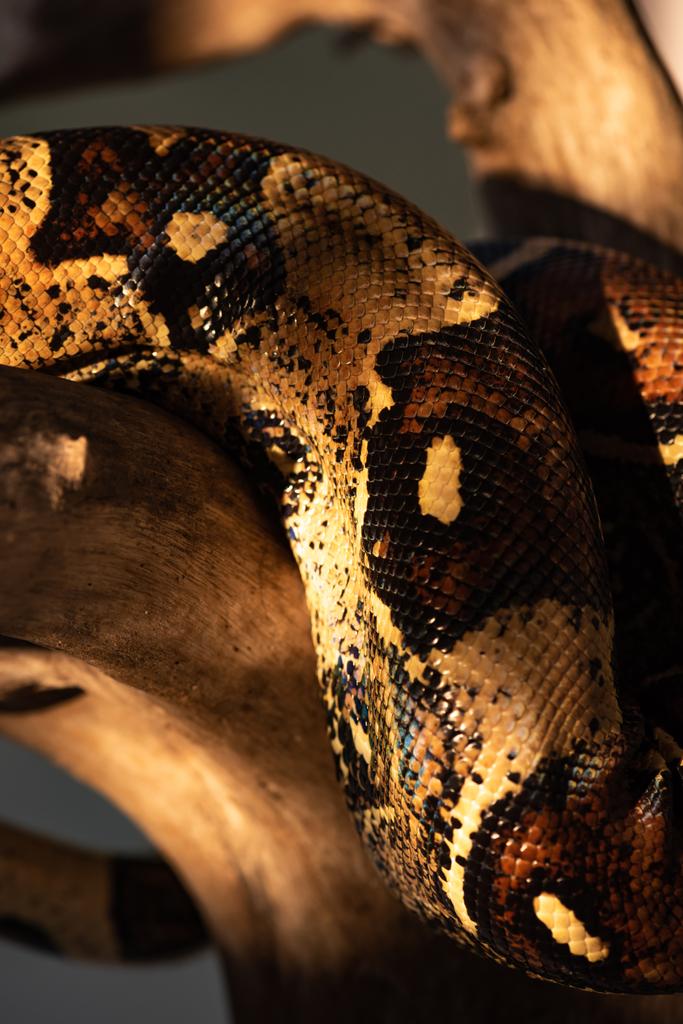 Селективный фокус солнечного света на змеиной шкуре питона и деревянном бревне, изолированном на сером
 - Фото, изображение