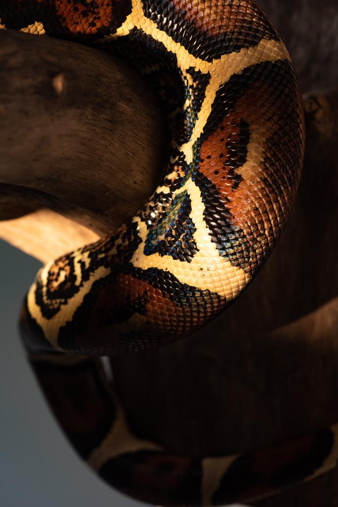 Закрыть вид текстурированной змеи питона с солнечным светом на деревянном бревне, изолированном на сером
 - Фото, изображение