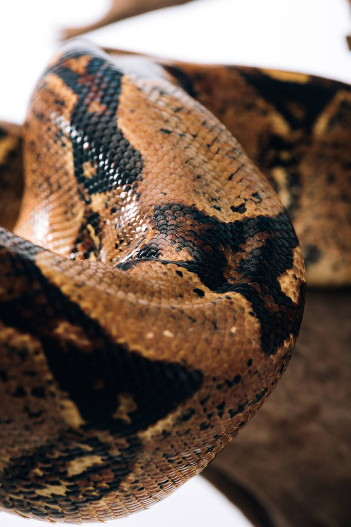 Selektivní zaměření hadí kůže krajty na log izolovaný na bílém - Fotografie, Obrázek