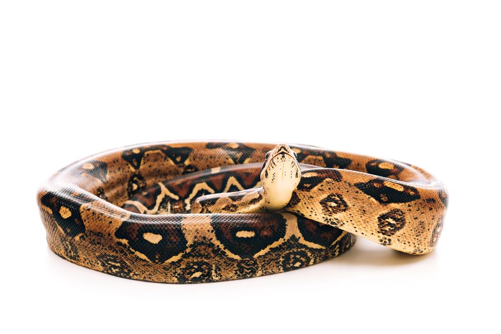 Vista de cerca de python sobre fondo blanco
 - Foto, Imagen
