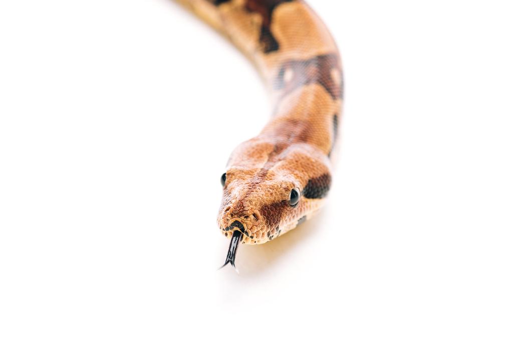 Foco seletivo de python com a língua saliente no fundo branco
 - Foto, Imagem