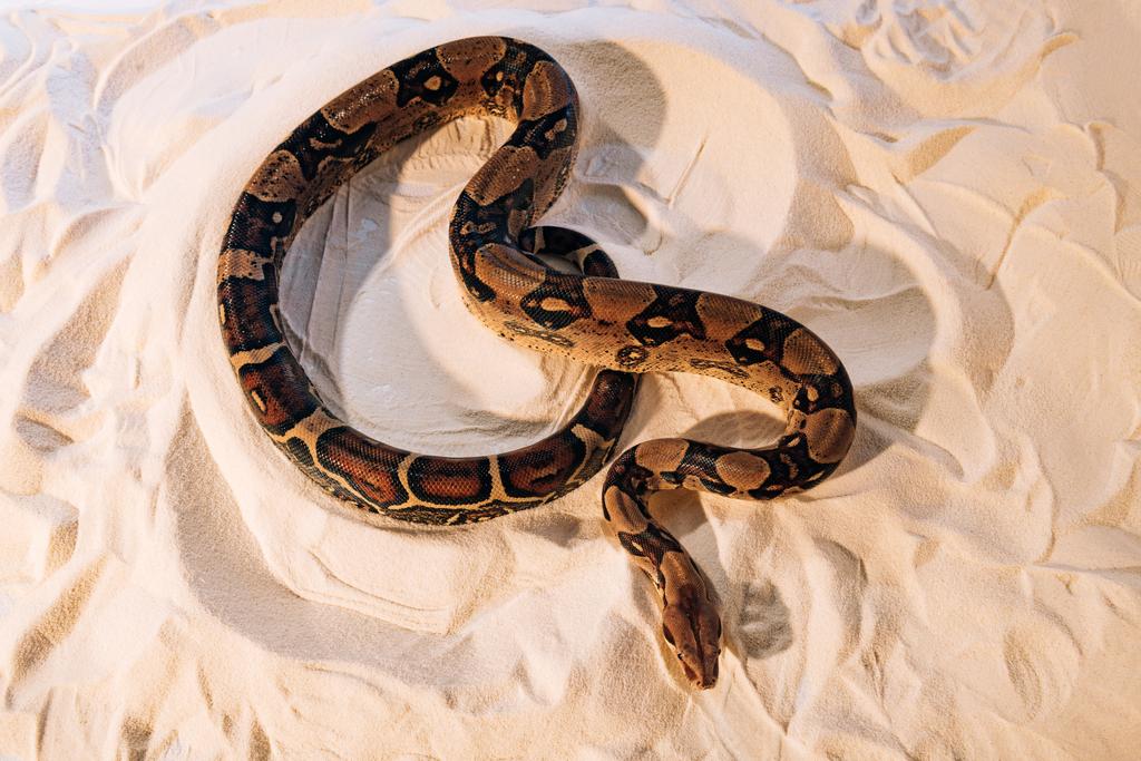 Korkea kulma näkymä python käärme kuvioitu hiekka
 - Valokuva, kuva