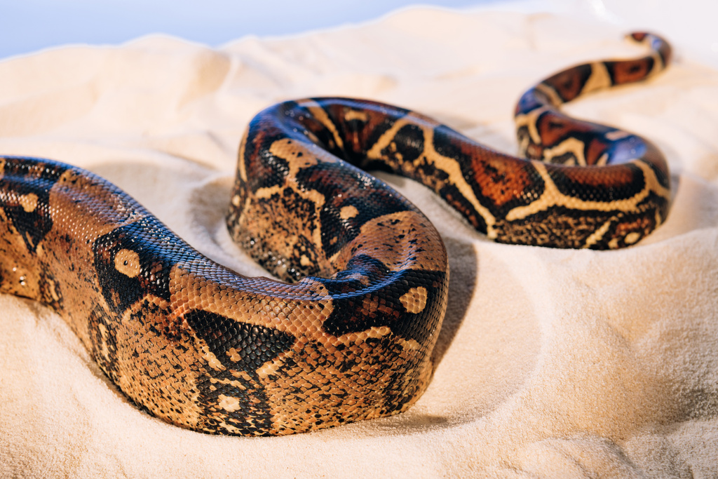 Mavi arkaplanda kumun üzerindeki piton yılan derisi üzerindeki desenlerin seçici odağı - Fotoğraf, Görsel