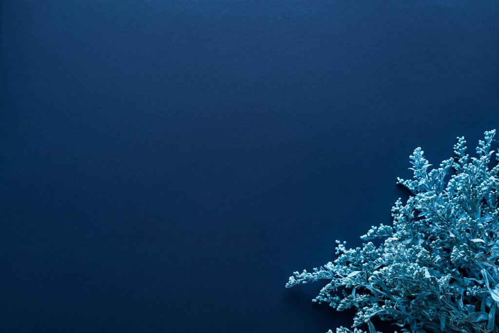 top view festett növény kék háttér - Fotó, kép
