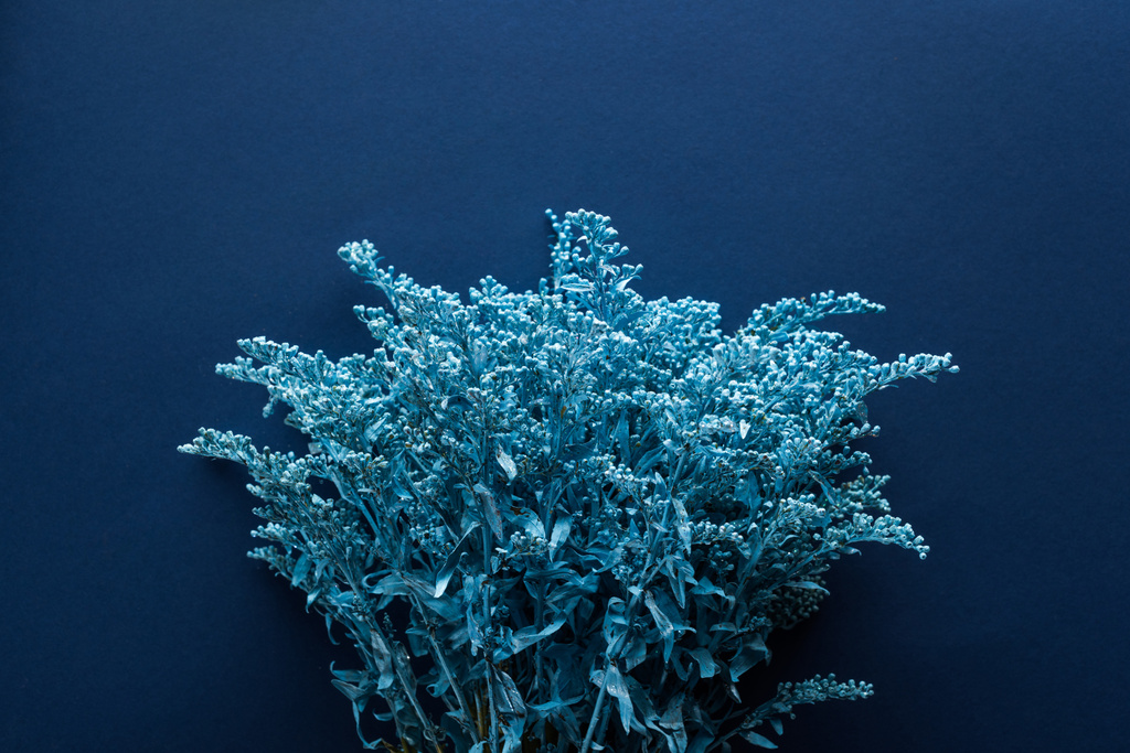 vista superior da planta pintada no fundo azul
 - Foto, Imagem