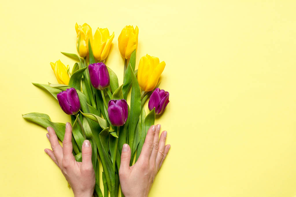 Sarı ve mor çiçekli laleler sarı arka planda bir bukette ve bir kadının elleri, neşeli bir bahar tebrik kartı. - Fotoğraf, Görsel
