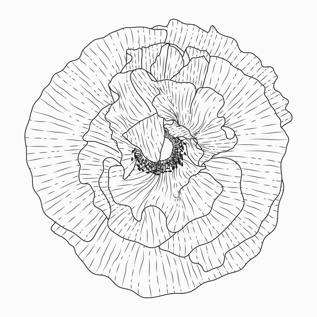 Kalifornische Mohnblumen gezeichnet und skizziert mit Line-Art auf Weiß - Vektor, Bild