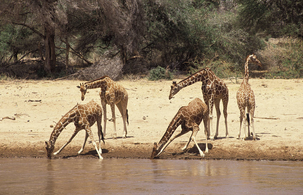 Girafe Reticulee giraffa camelopardalis reticulata - Фото, изображение