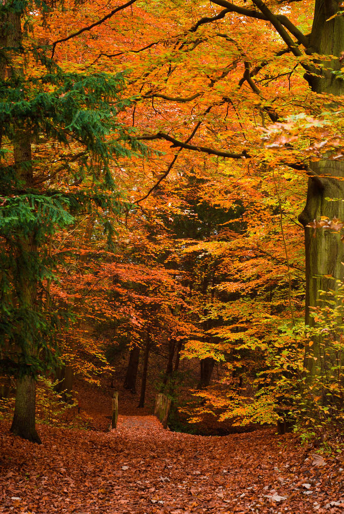 Cores de outono na floresta - Foto, Imagem