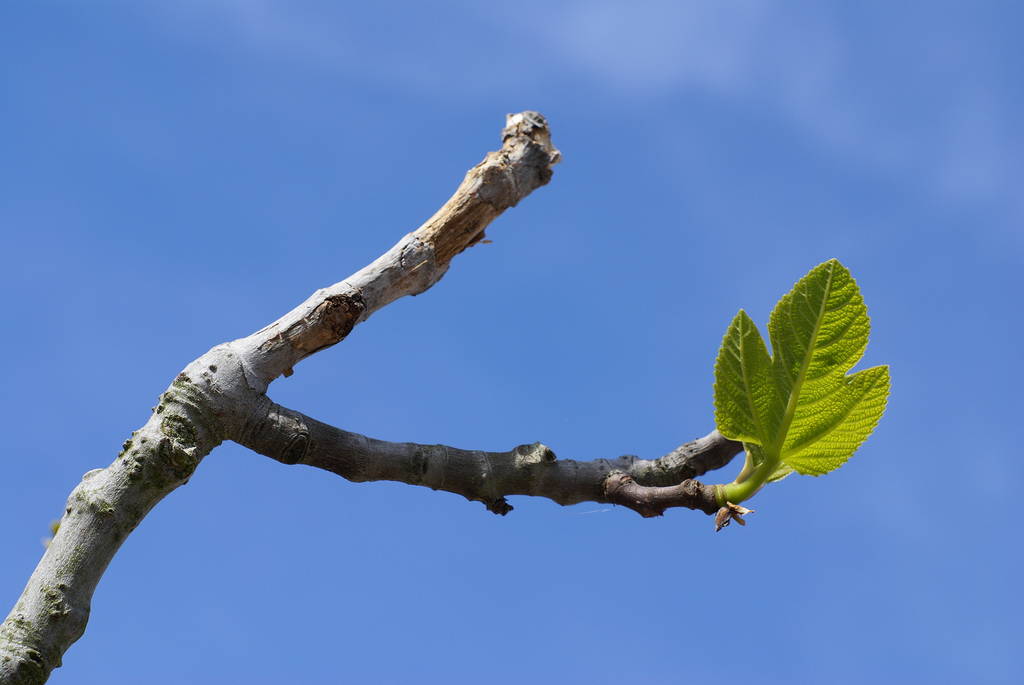 листя інжиру, листя дерева, зелена флора
 - Фото, зображення