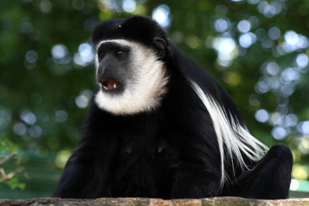 monos simios, animales primarios - Foto, Imagen