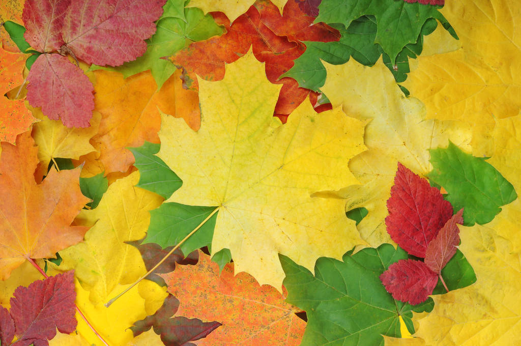 осіннє листя, осіннє листя
 - Фото, зображення