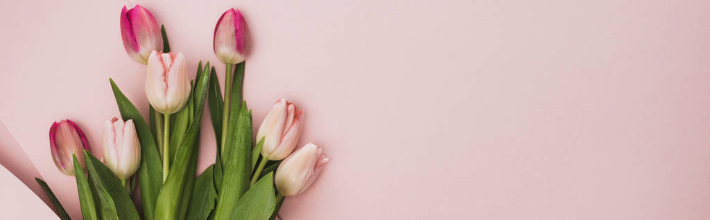 horní pohled na růžové a fialové tulipány na růžovém pozadí, panoramatický záběr - Fotografie, Obrázek