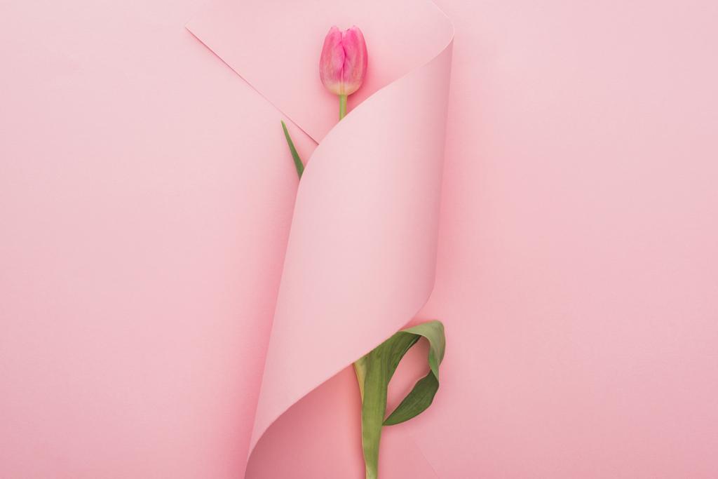 top view of pink tulip wrapped in paper swirl on pink background - Fotoğraf, Görsel