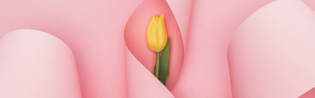 ピンクの背景に紙の螺旋状の渦の黄色のチューリップのトップビュー、パノラマショット - 写真・画像