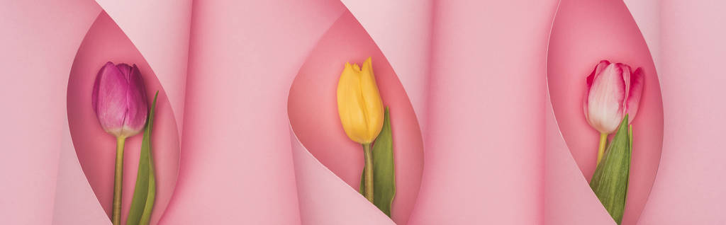 вид сверху на разноцветные тюльпаны в бумажных завихрениях на розовом фоне, панорамный снимок
 - Фото, изображение