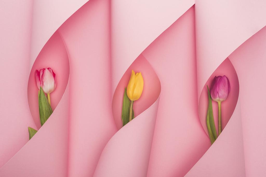 πάνω όψη πολύχρωμες τουλίπες σε χάρτινα στροβιλίσματα σε ροζ φόντο - Φωτογραφία, εικόνα