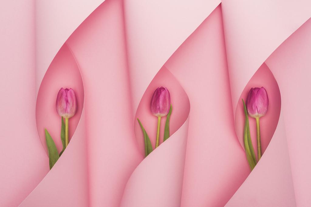 horní pohled na fialové tulipány v papírových vírech na růžovém pozadí - Fotografie, Obrázek