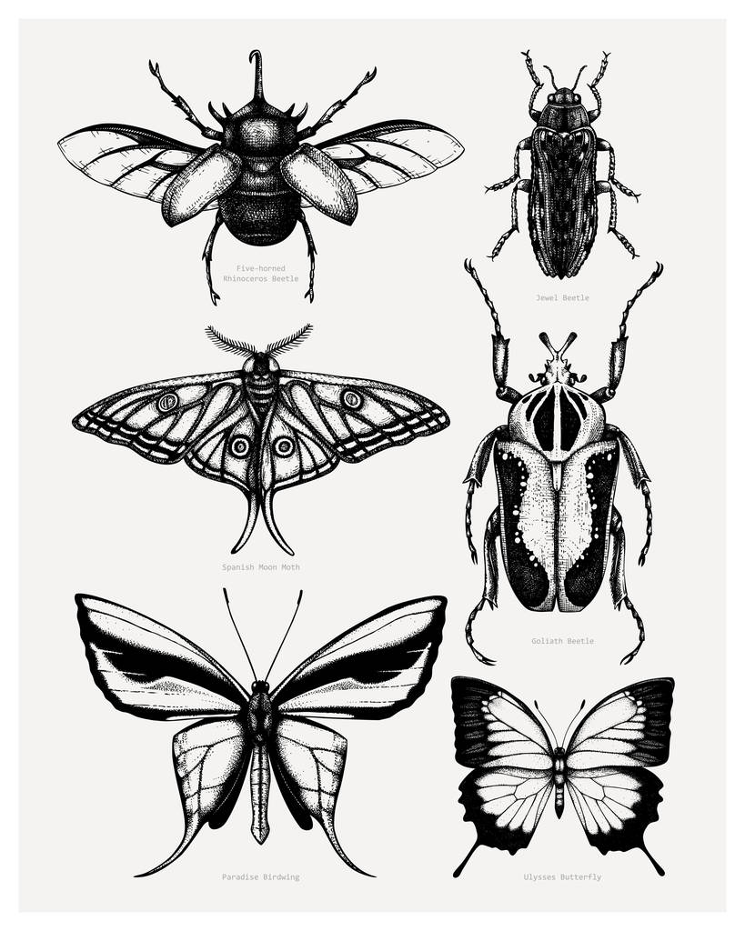 Vektorová sbírka vysoce podrobných náčrtků hmyzu. Ruční kreslení  - Vektor, obrázek
