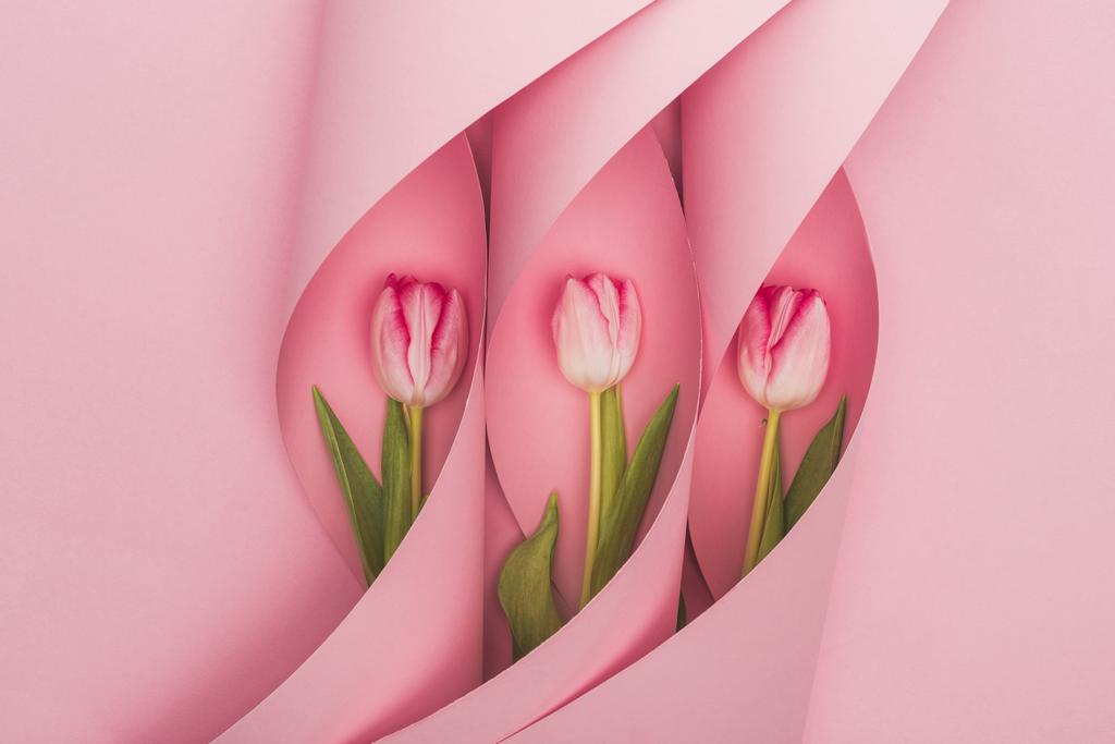 top view of tulips in paper swirls on pink background - 写真・画像