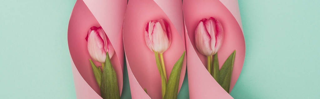 Draufsicht auf Tulpen in rosa Papierwirbeln auf türkisfarbenem Hintergrund, Panoramaaufnahme - Foto, Bild
