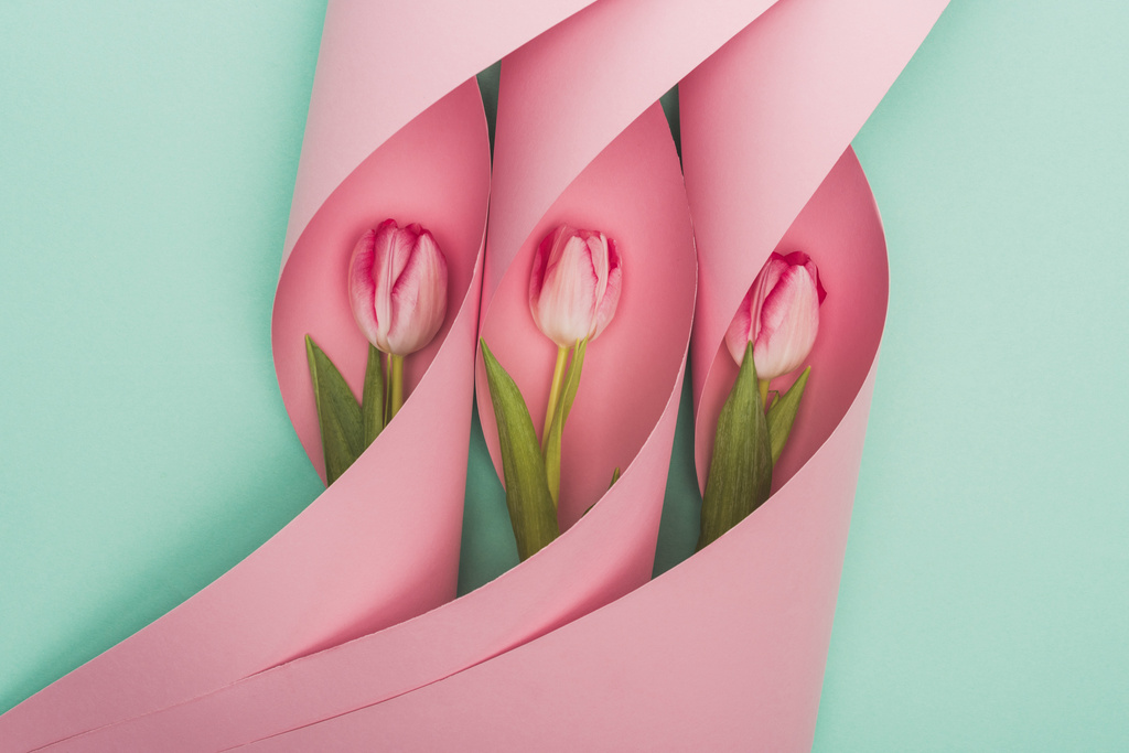 vista superior de tulipas em redemoinhos de papel rosa em fundo turquesa
 - Foto, Imagem