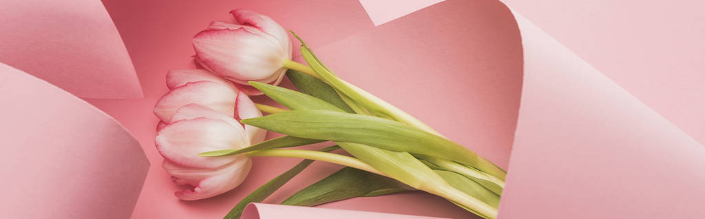 blooming spring tulips wrapped in pink paper swirls, panoramic shot - Fotoğraf, Görsel
