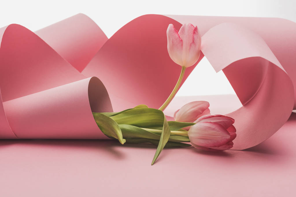 tulipes enveloppées dans des tourbillons de papier rose isolés sur blanc
 - Photo, image