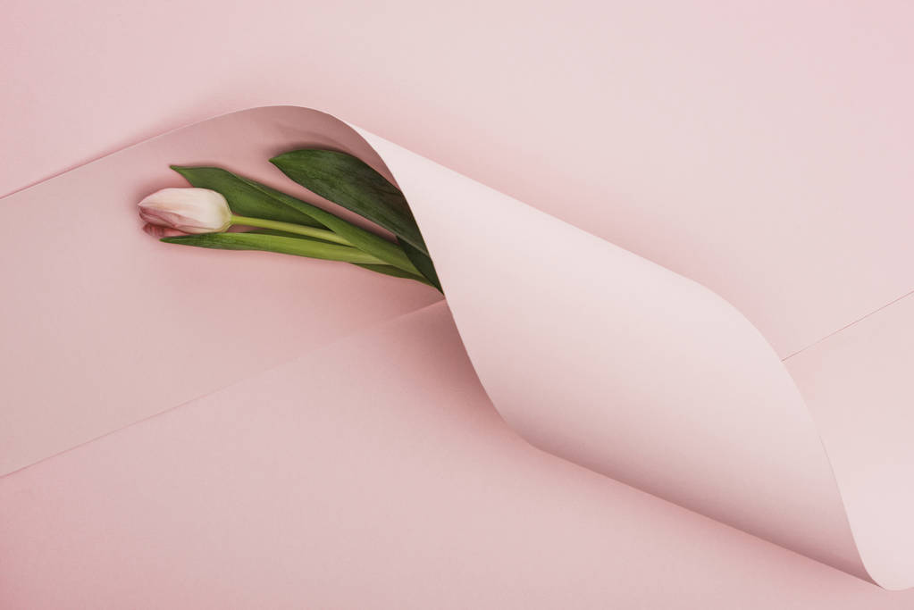 vrchní pohled na jarní tulipán zabalený v papírové víření na růžovém pozadí - Fotografie, Obrázek