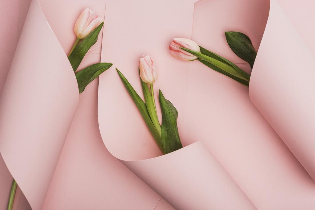 top view of spring tulips wrapped in paper swirls on pink background - Fotoğraf, Görsel