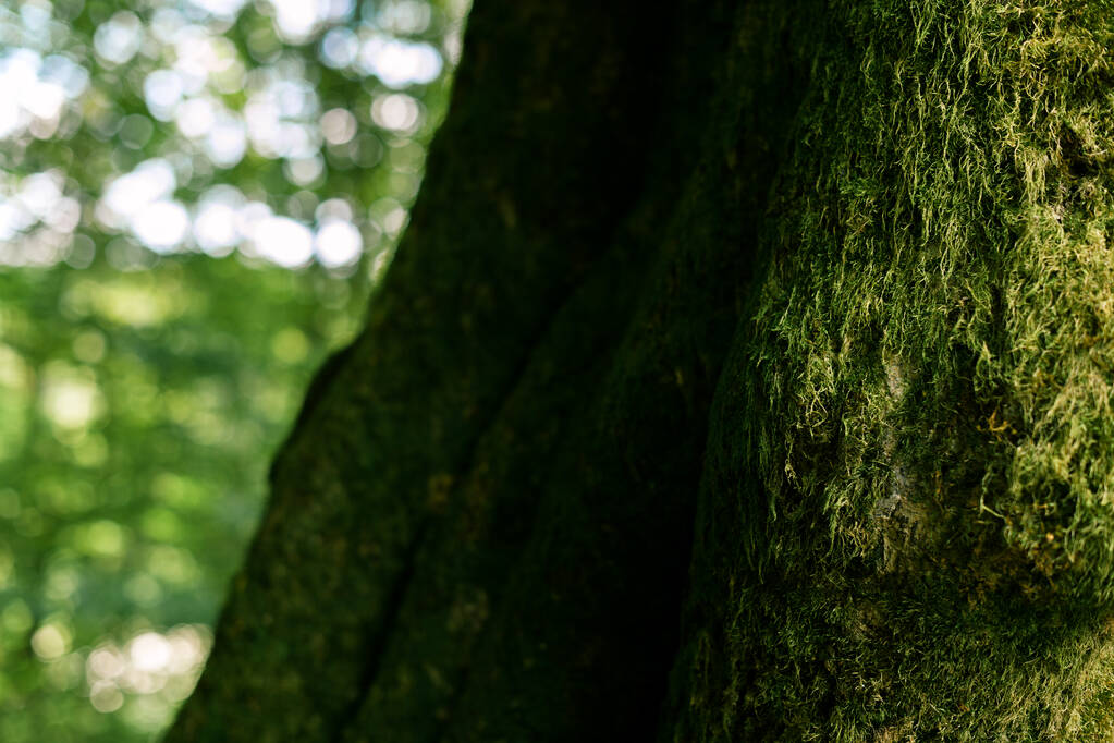 πράσινα βρύα σε κορμό δέντρου - Φωτογραφία, εικόνα