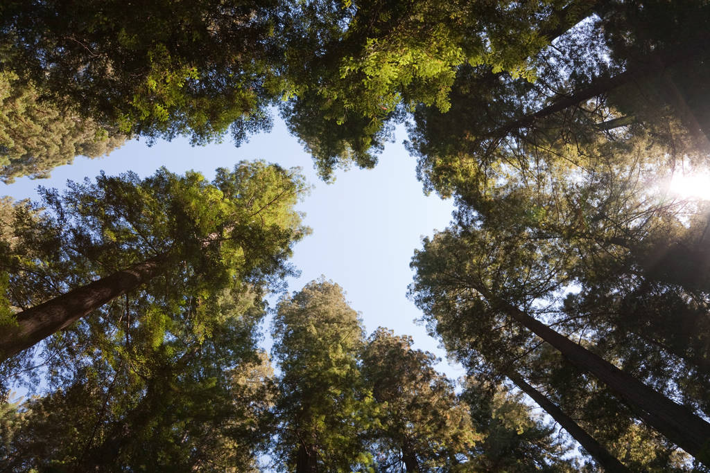 séquoias, grand arbre, flore naturelle  - Photo, image